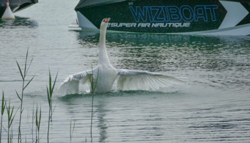 cygne-147e2dc.jpg