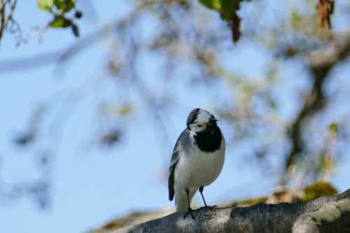 bird-13da540.jpg